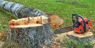 Best Arborist Consultation Services  in Lincolnia, VA