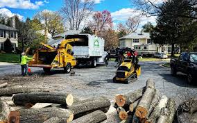 Best Tree Cabling and Bracing  in Lincolnia, VA