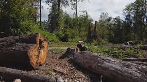 Best Tree Mulching  in Lincolnia, VA