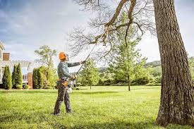 Best Tree Removal  in Lincolnia, VA