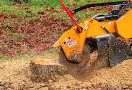 Best Root Management and Removal  in Lincolnia, VA