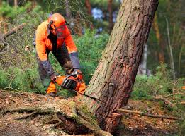 Best Tree Health Inspection  in Lincolnia, VA