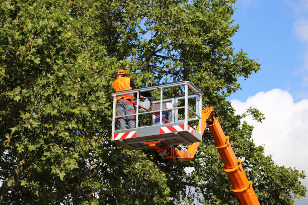 Best Pest Control for Lawns  in Lincolnia, VA