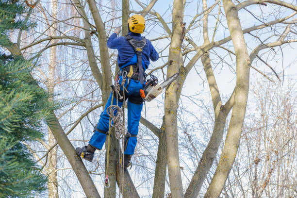 Lawn Maintenance Plans in Lincolnia, VA
