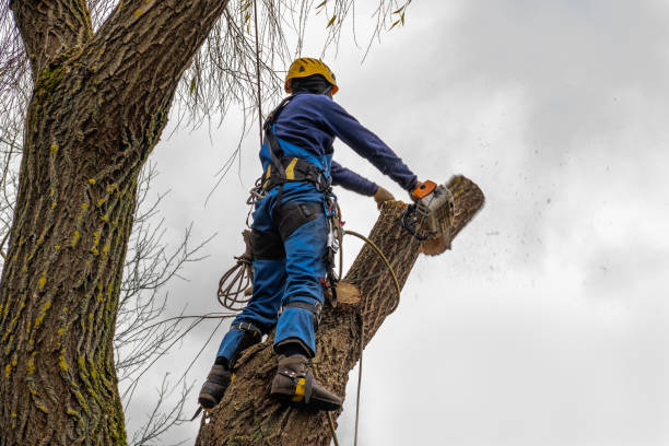 Best Hazardous Tree Removal  in Lincolnia, VA