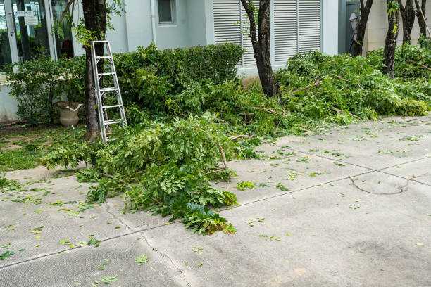 Lawn Pest Prevention in Lincolnia, VA