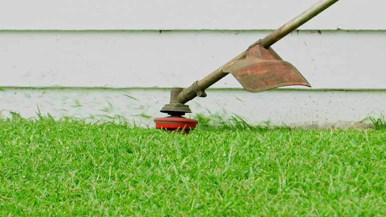 Trusted Lincolnia, VA Tree Services Experts