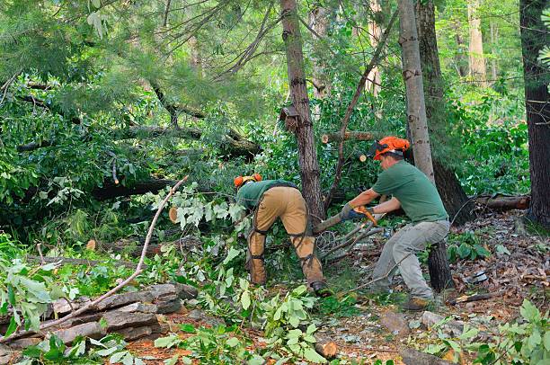  Lincolnia, VA Tree Services Pros