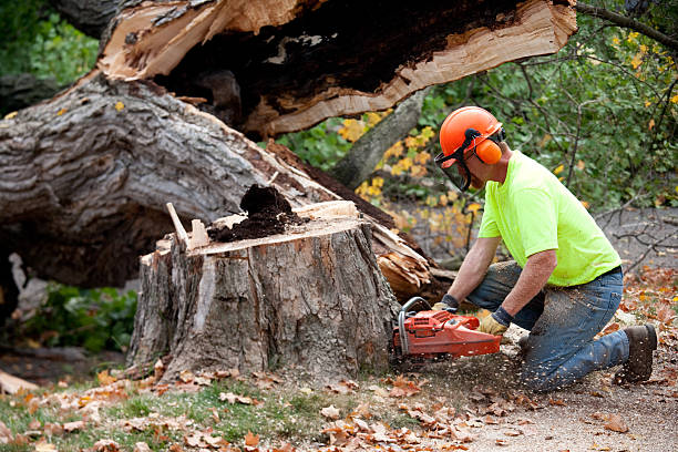 Best Tree Risk Assessment  in Lincolnia, VA