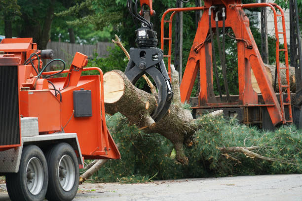 Best Palm Tree Trimming  in Lincolnia, VA