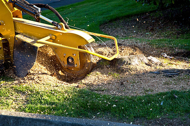 Best Tree Disease Treatment  in Lincolnia, VA