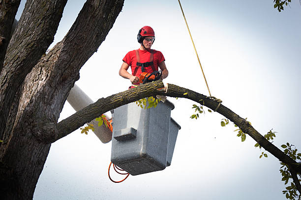 How Our Tree Care Process Works  in  Lincolnia, VA