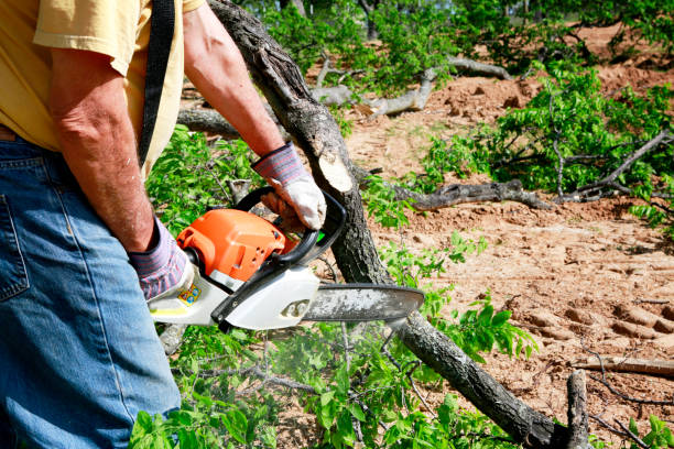 Best Tree and Shrub Care  in Lincolnia, VA